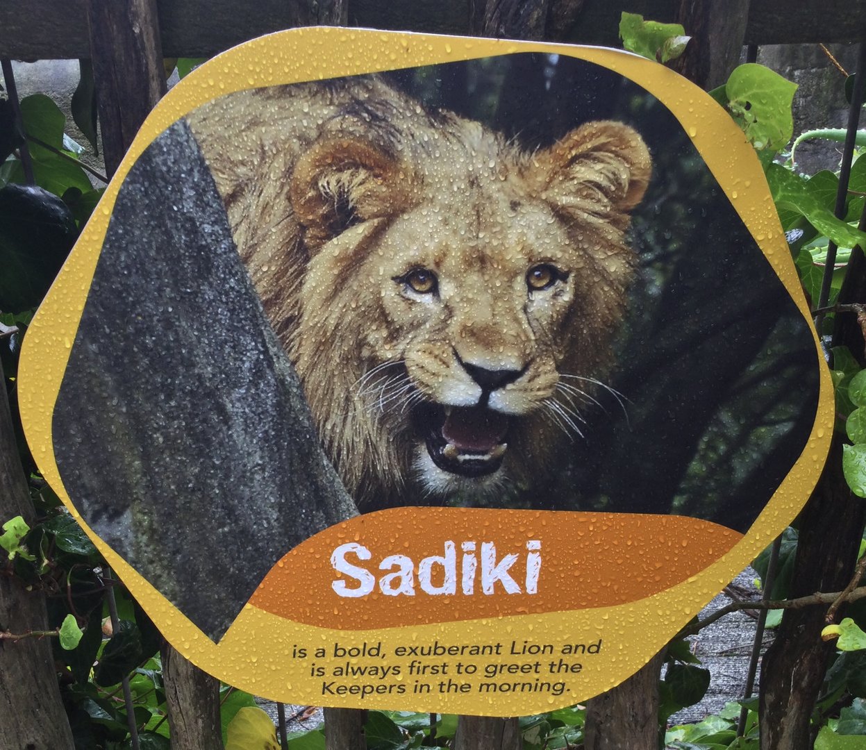 African Lion Profile - Sadiki