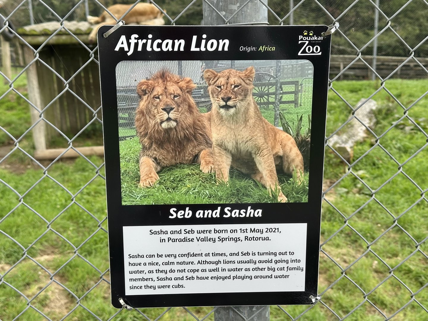 African Lion Profiles - North Pride