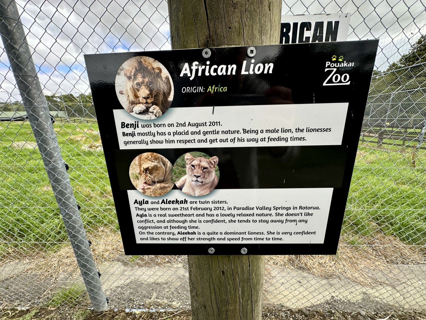 African Lion Profiles - South Pride