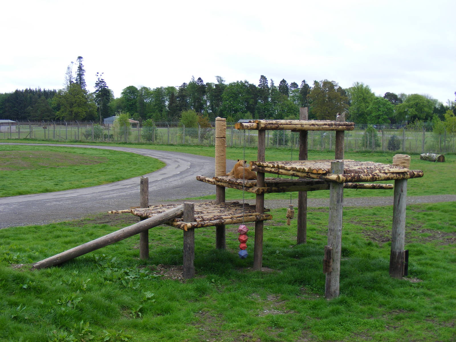 African lion reserve at Blair Drummond Safari Park, 19 May 2010