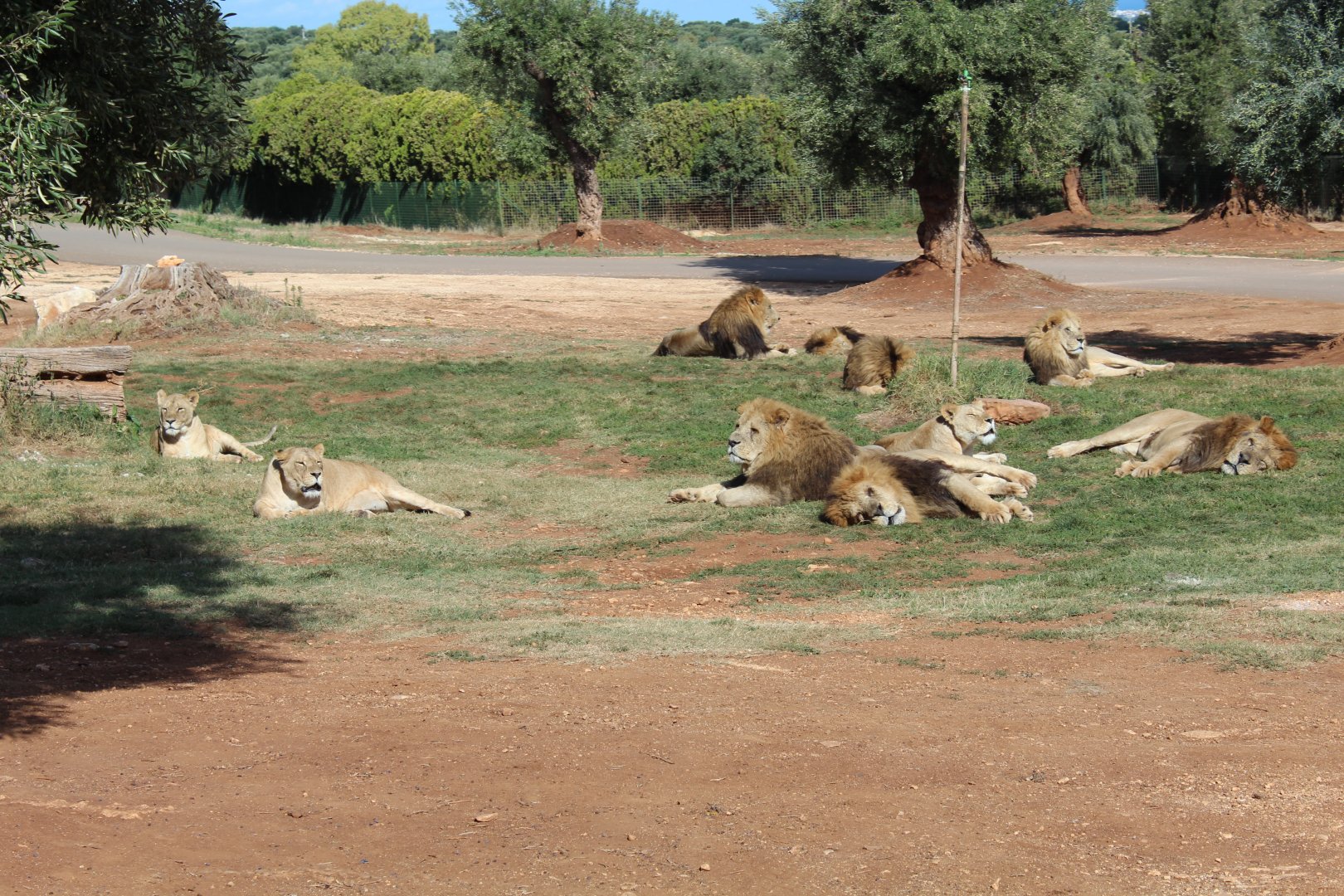 African Lion Reserve - Oct 2019