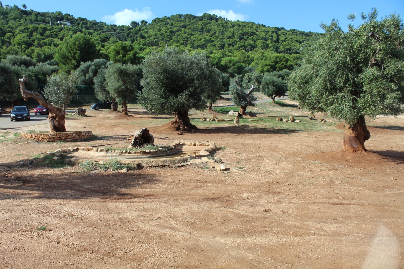 African Lion Reserve - Oct 2019