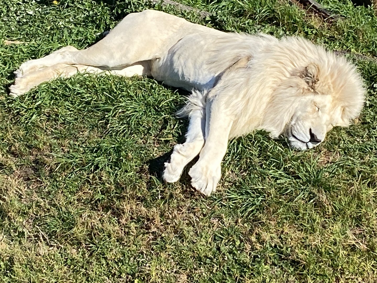 African lion resting