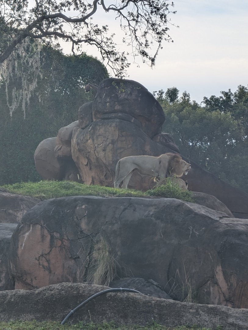 African Lion roaring - Kilimanjaro Safari