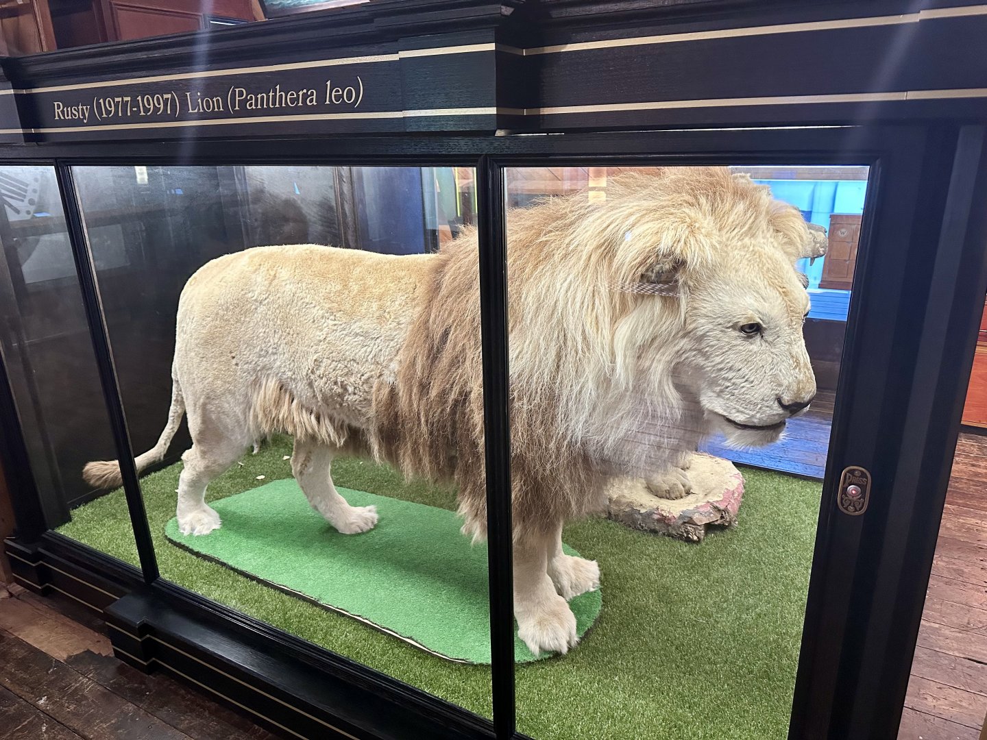 African Lion - Rusty (1977-1997)