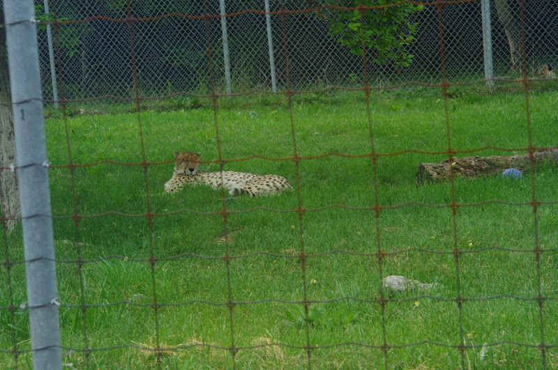 African Lion Safari 2014 - Cheetah Conservation Centre - Cheetah