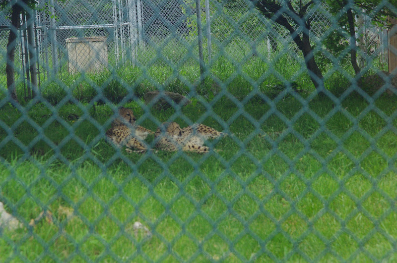 African Lion Safari 2014 - Cheetah Conservation Centre - Cheetahs