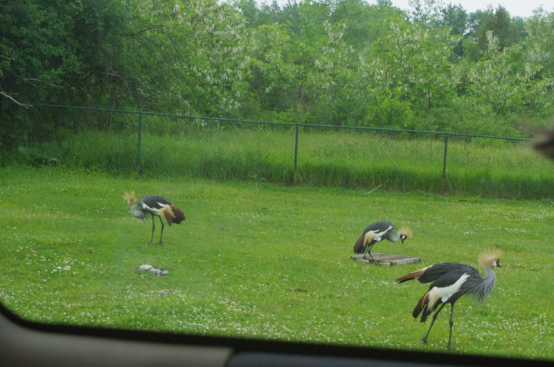 African Lion Safari 2014 - Nairobi Sanctuary - East African Grey Crowned Cranes