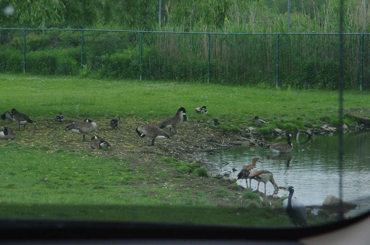 African Lion Safari 2014 - Nairobi Sanctuary - Egyptian Geese, Demoiselle Crane and wild Canada Geese and Mallards