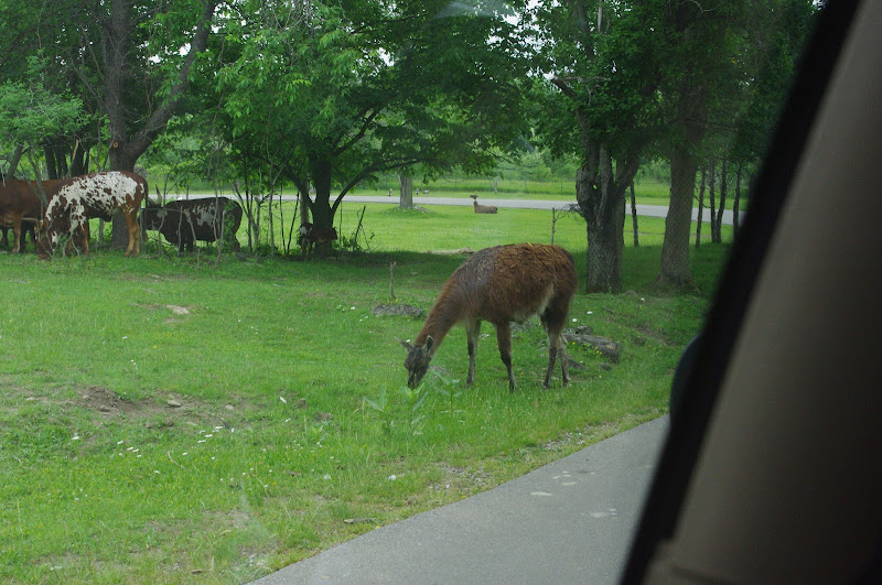 African Lion Safari 2014 - Nairobi Sanctuary - Llamas and Watusi (East African Grey Crowned Cranes in the background)