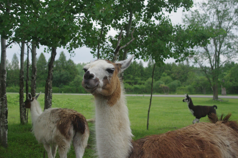 African Lion Safari 2014 - Nairobi Sanctuary - Llamas