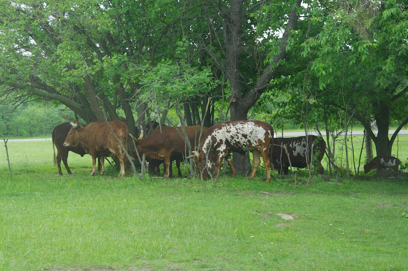 African Lion Safari 2014 - Nairobi Sanctuary - Watusi