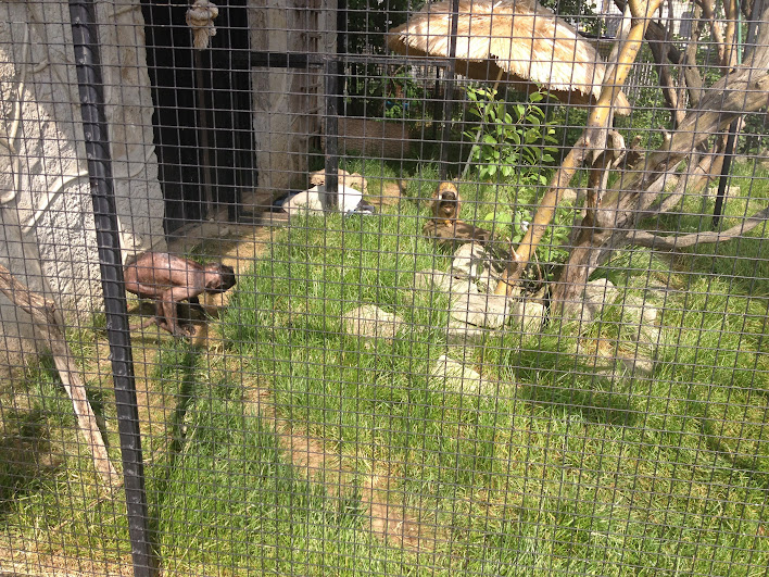 African Lion Safari 2014 - Pets' Corner - Black-capped Squirrel Monkey and hairless Tufted Capuchin cage