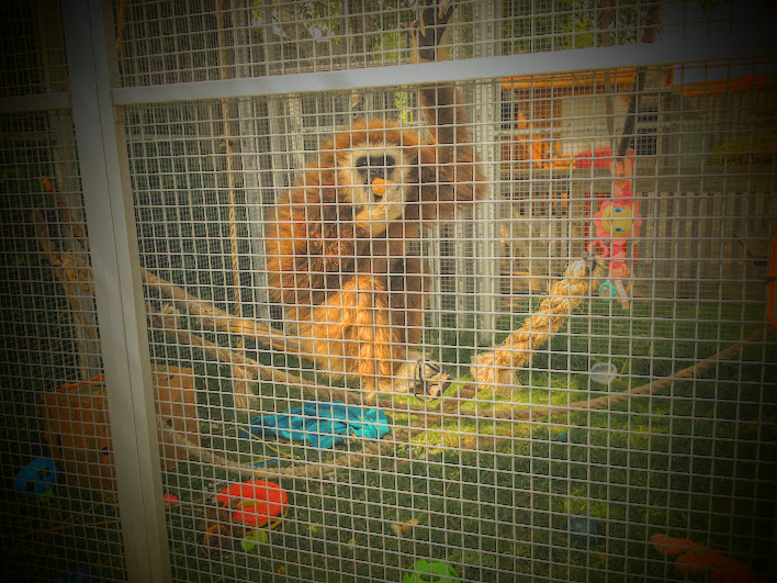 African Lion Safari 2014 - Pets' Corner - Lar Gibbon in tiny pathetic cage