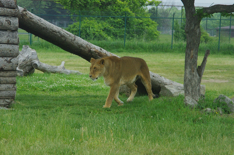 African Lion Safari 2014 - Simba Lion Country - African Lion
