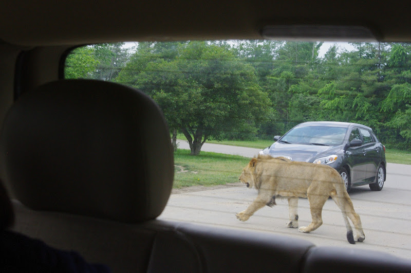 African Lion Safari 2014 - Simba Lion Country - African Lion