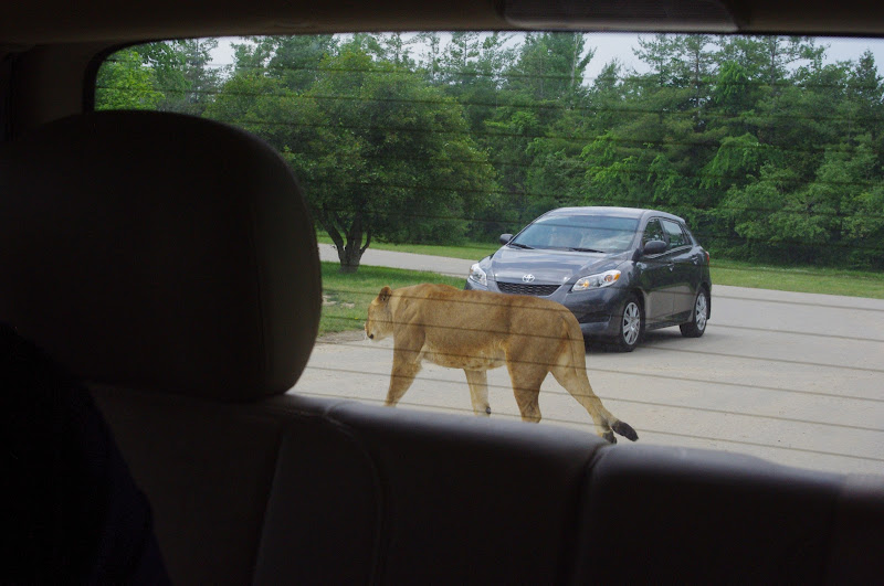 African Lion Safari 2014 - Simba Lion Country - African Lion