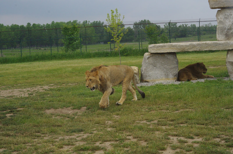 African Lion Safari 2014 - Simba Lion Country - African Lions