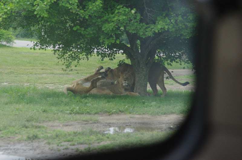 African Lion Safari 2014 - Simba Lion Country - African Lions