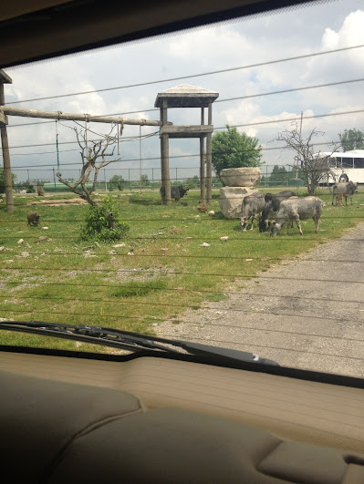African Lion Safari 2014 - Wankie Bushland Trail - Olive Baboons and Zebu Cattle