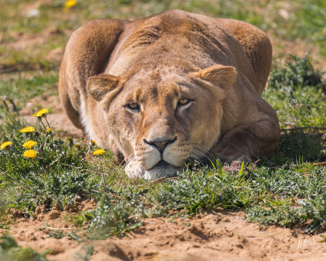 African Lion (Sarah) / Wolds Wildlife Park / 18-4-23