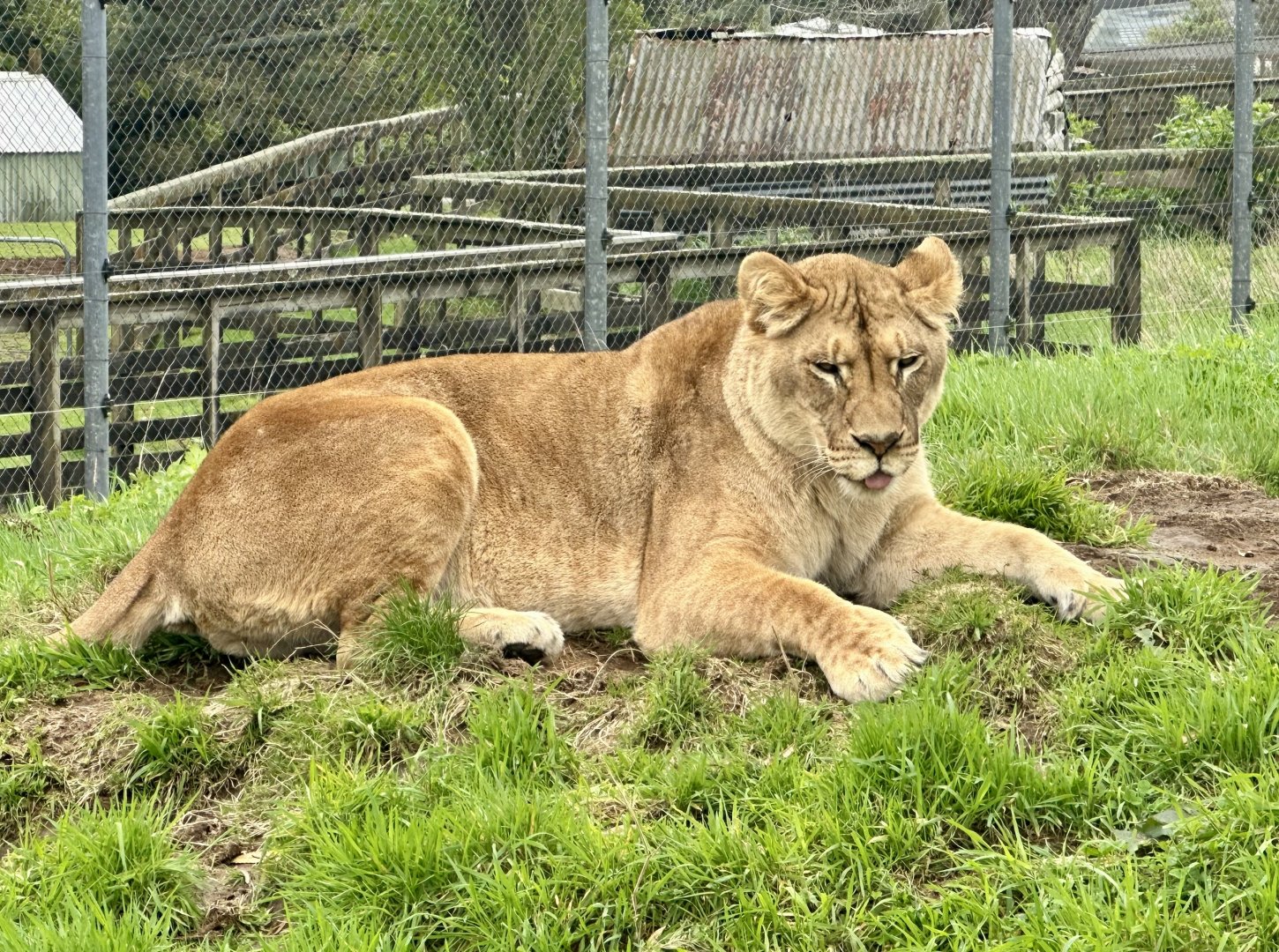 African Lion (Sasha)