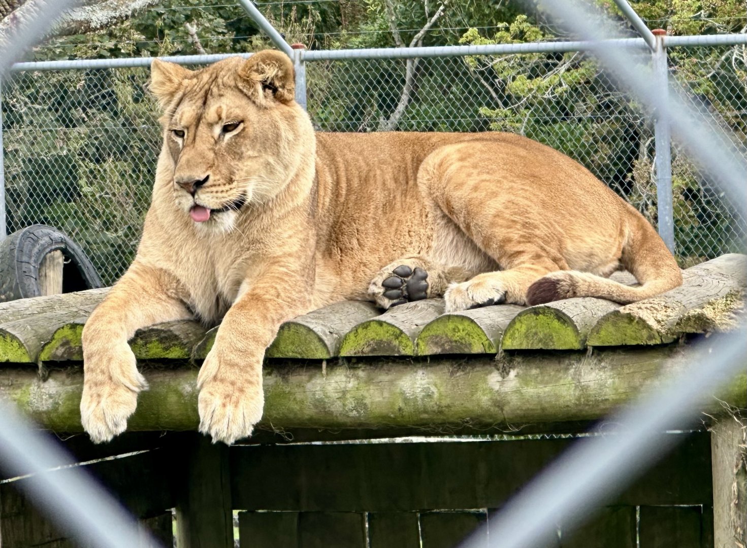 African Lion (Sasha)
