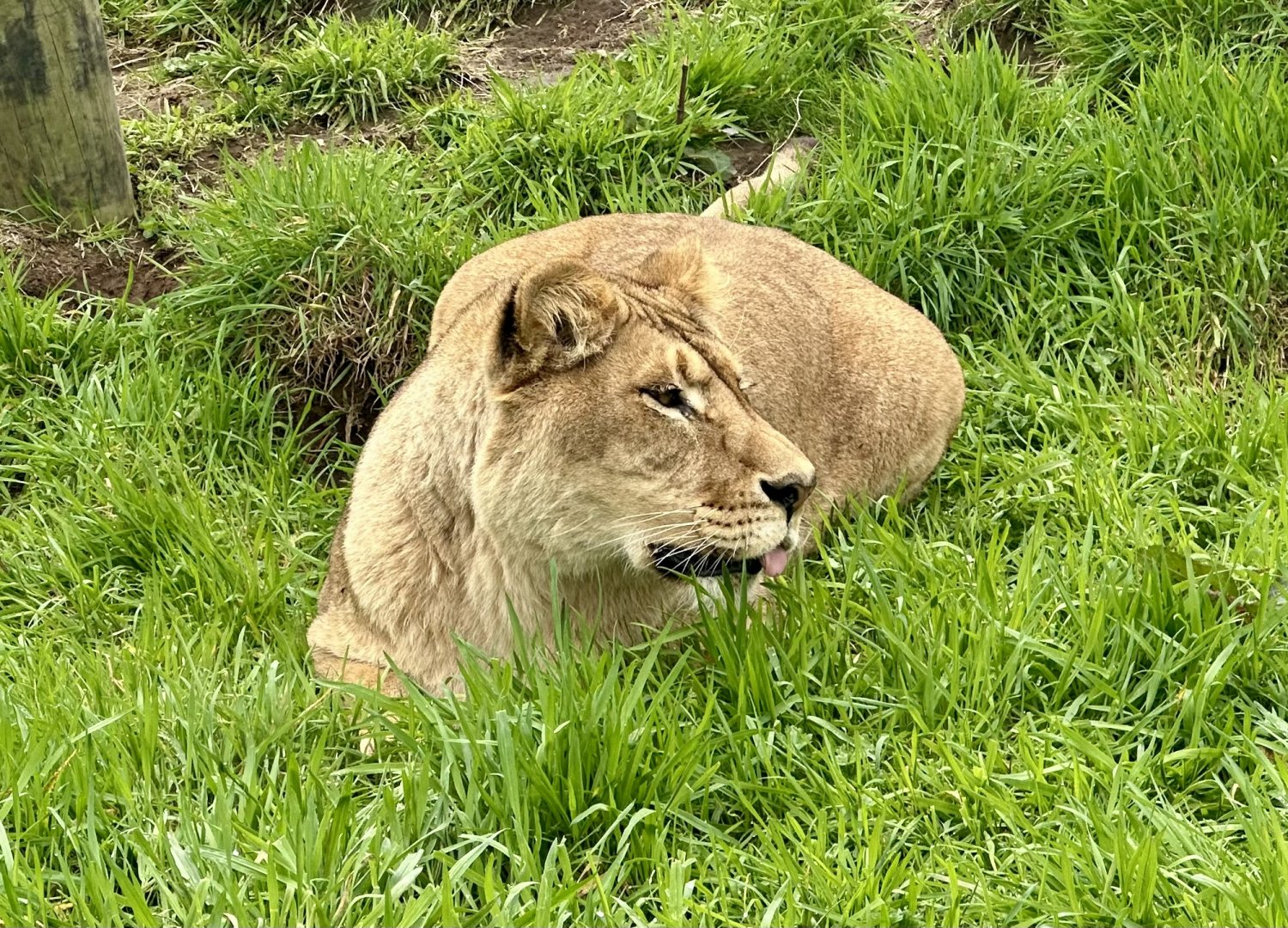 African Lion (Sasha)