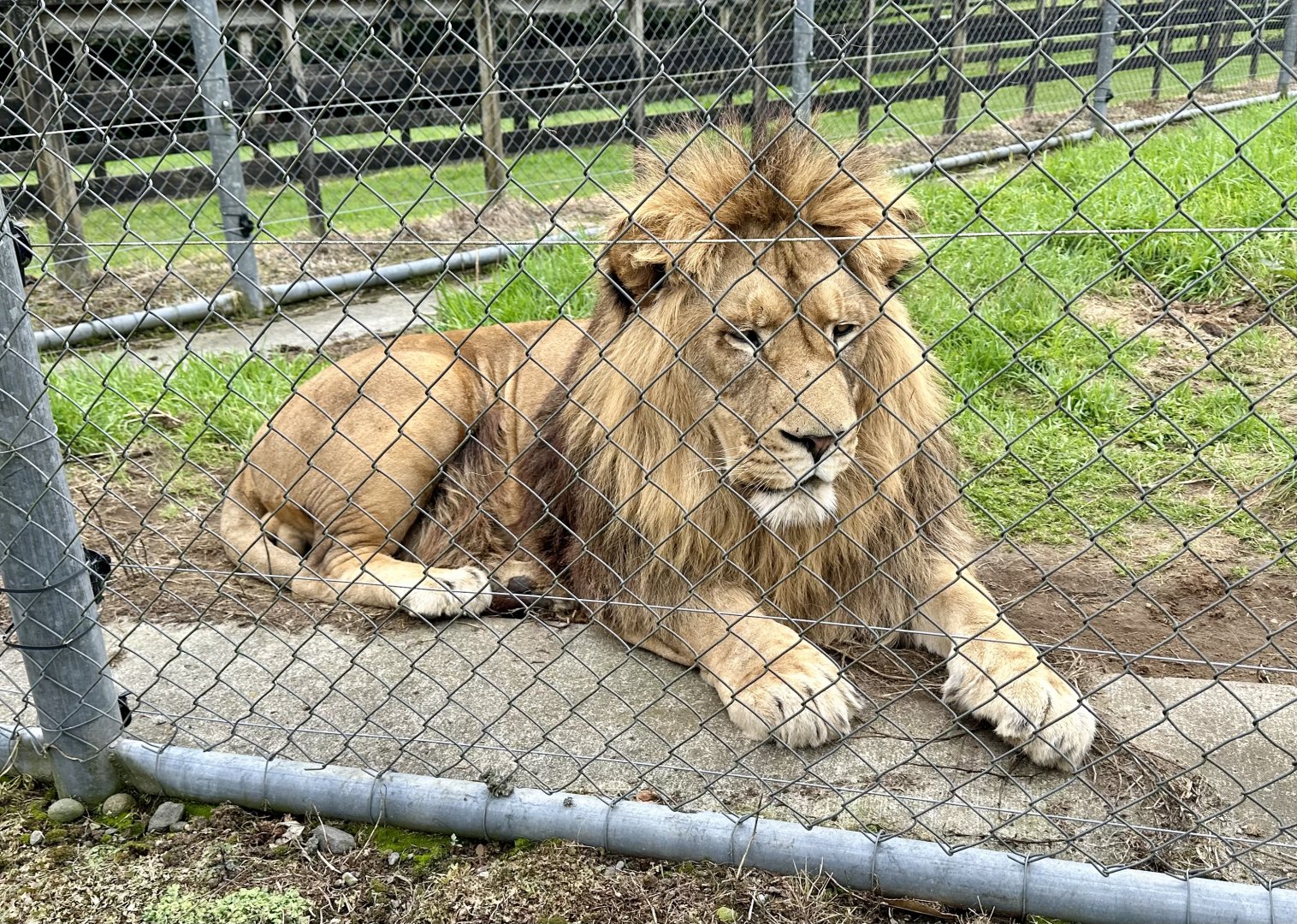African Lion (Seb)