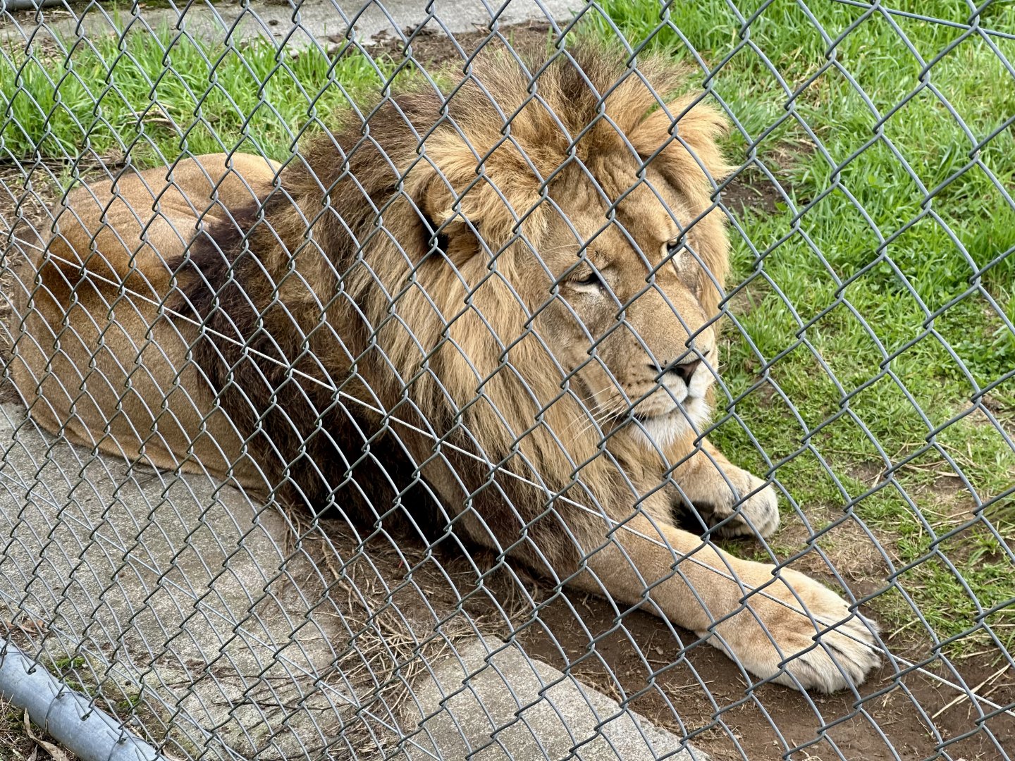 African Lion (Seb)