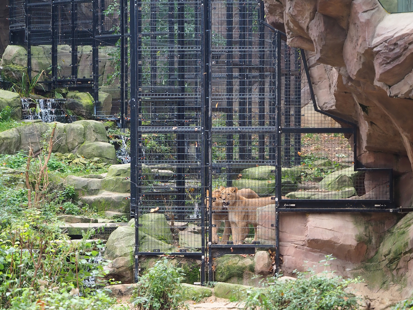 African lion separation cage, 2022-10-29