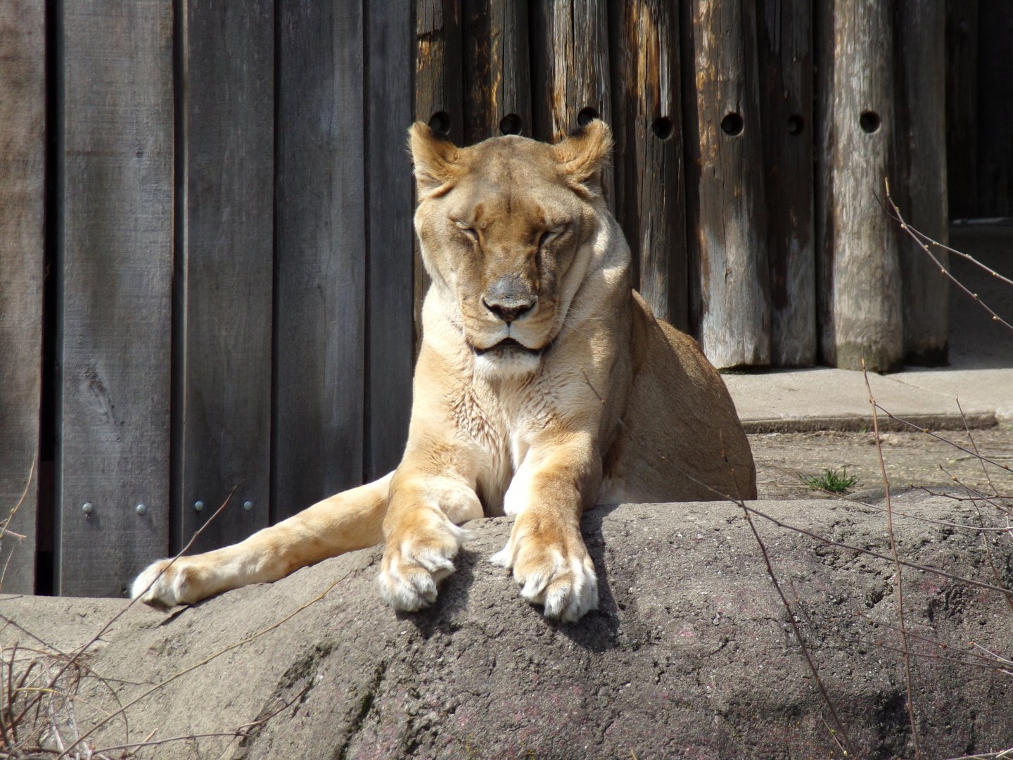 African Lion, Serena