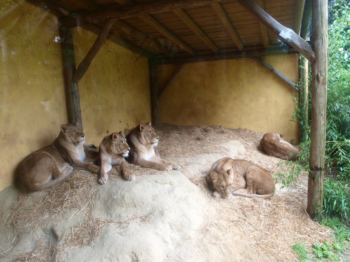 African lion shelter, 2015-07-19