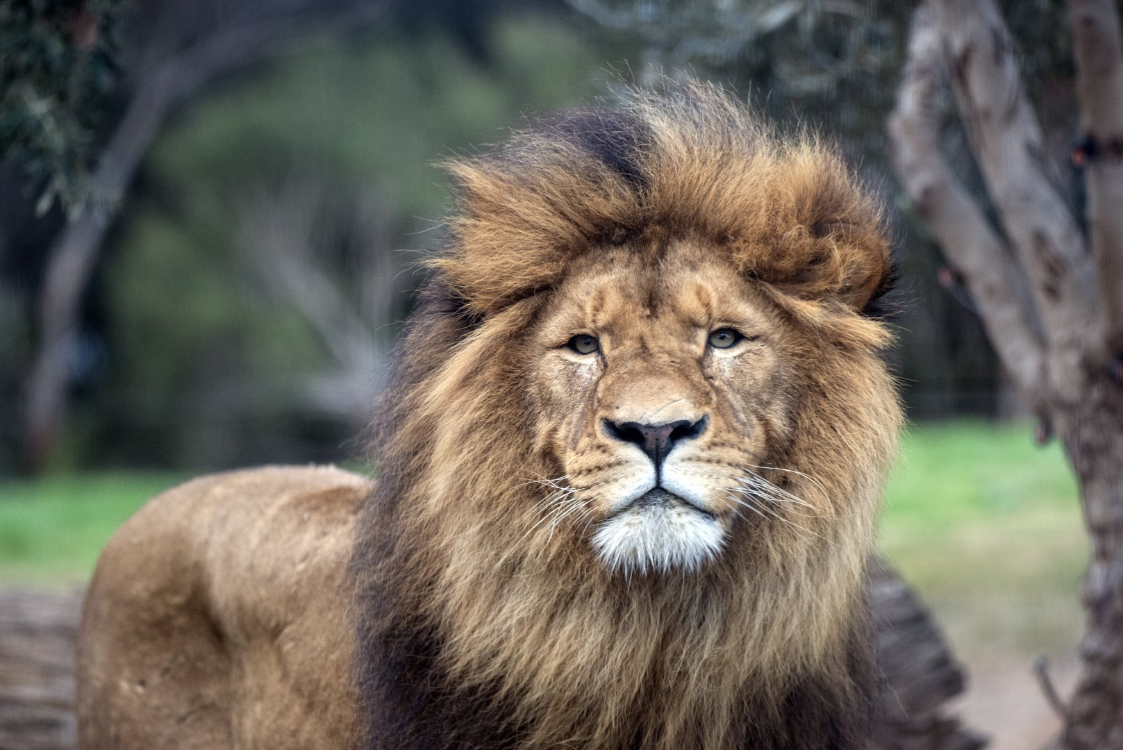 African lion 'Sheru'