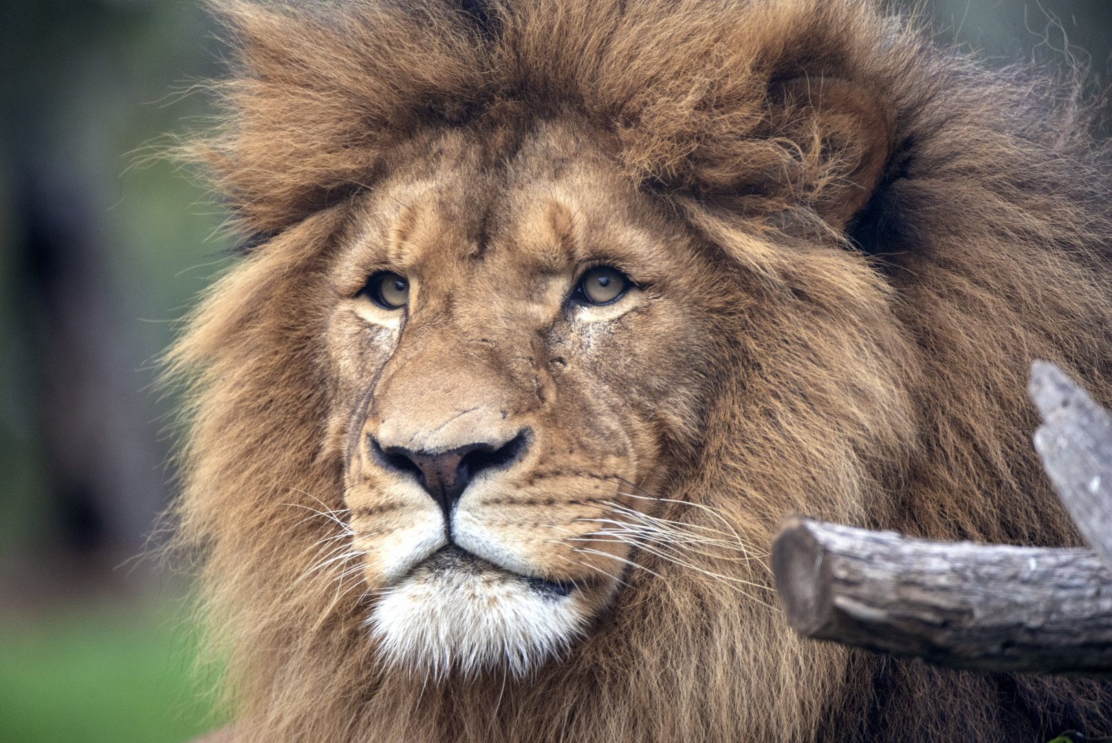 African lion 'Sheru'