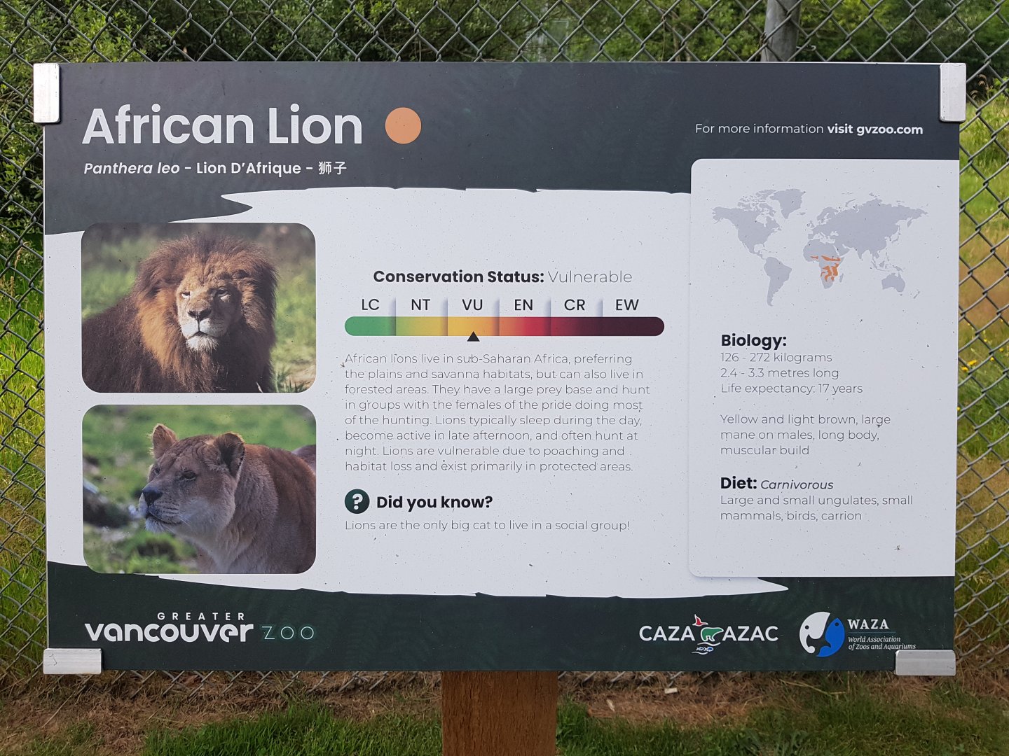 African Lion Sign