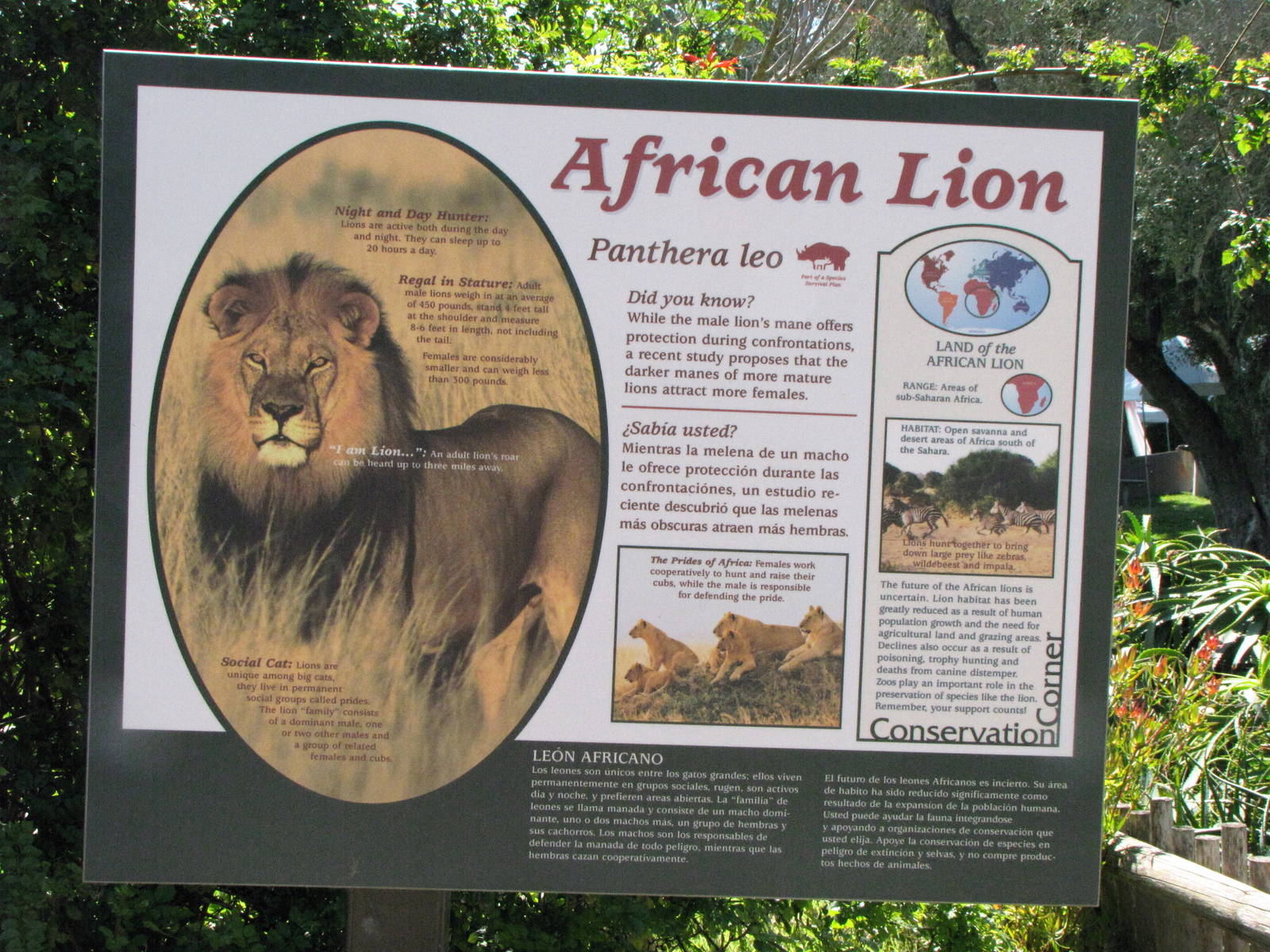 African Lion Signage