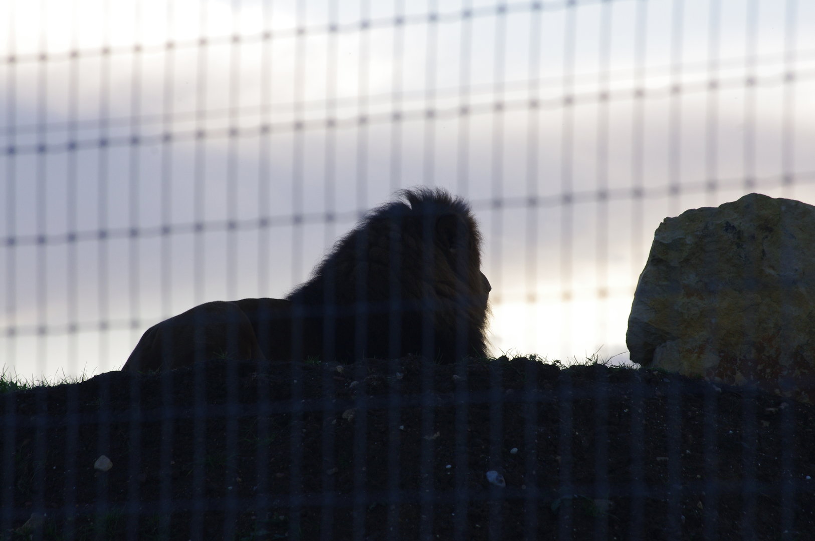 African Lion silhouette- 27/10/2023
