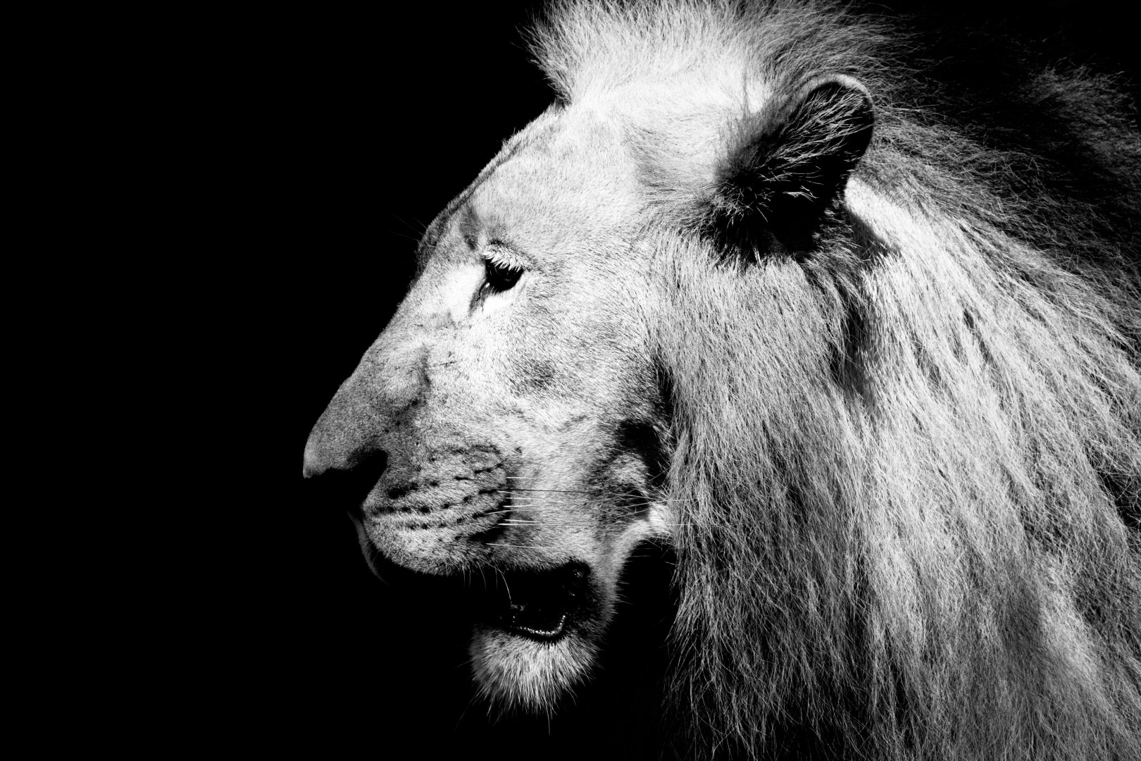 African Lion "Simba" ~ Wild Africa