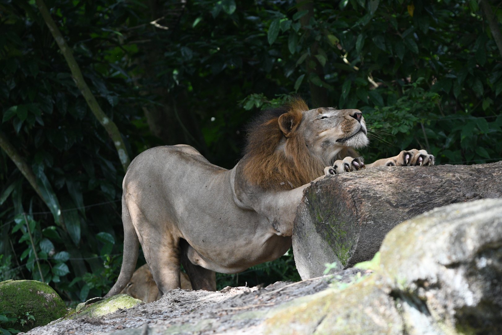 African Lion "Simba" ~ Wild Africa