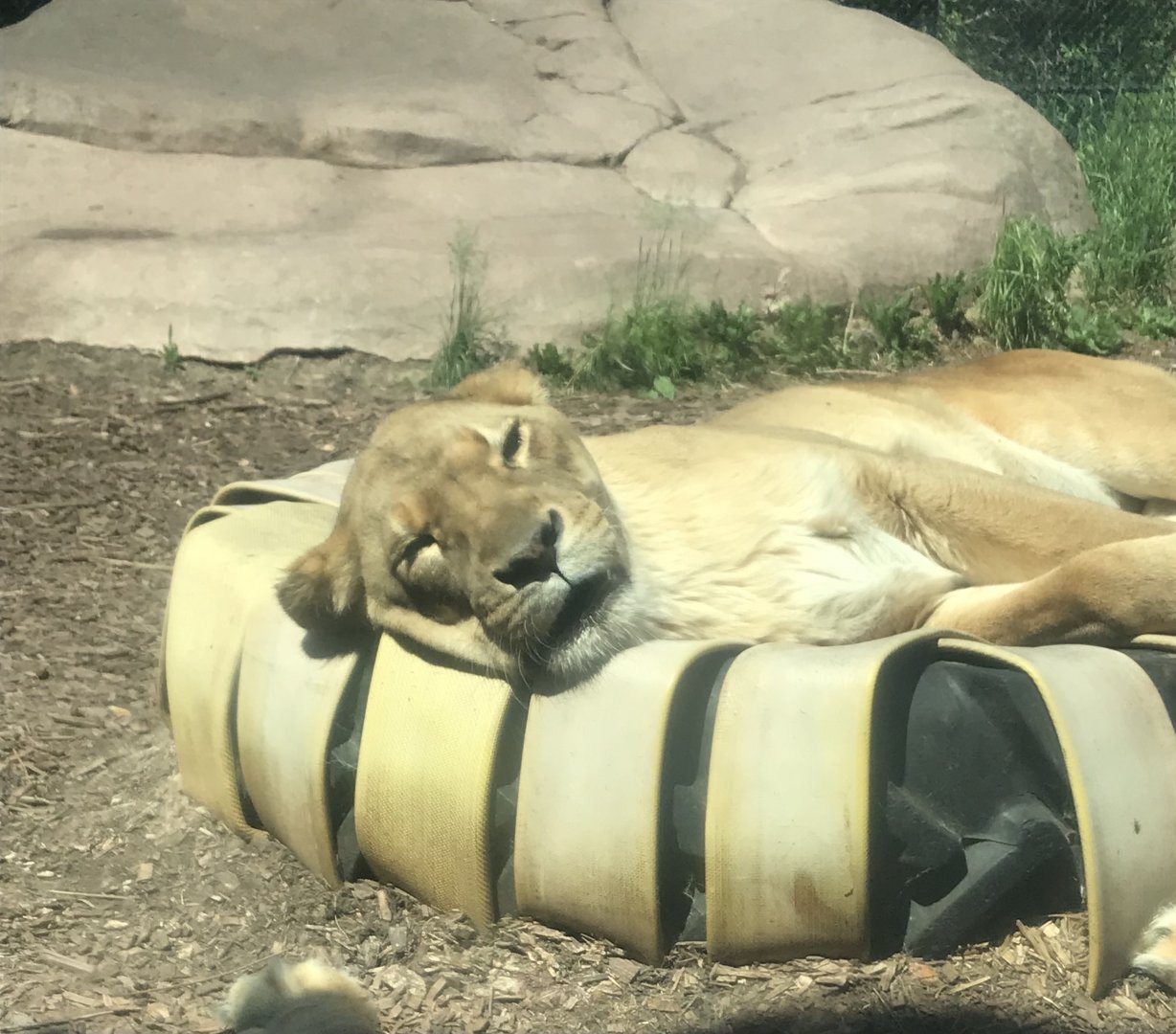 African lion sleeping