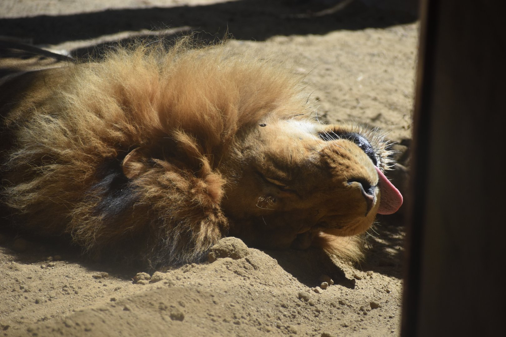African Lion Sleeping