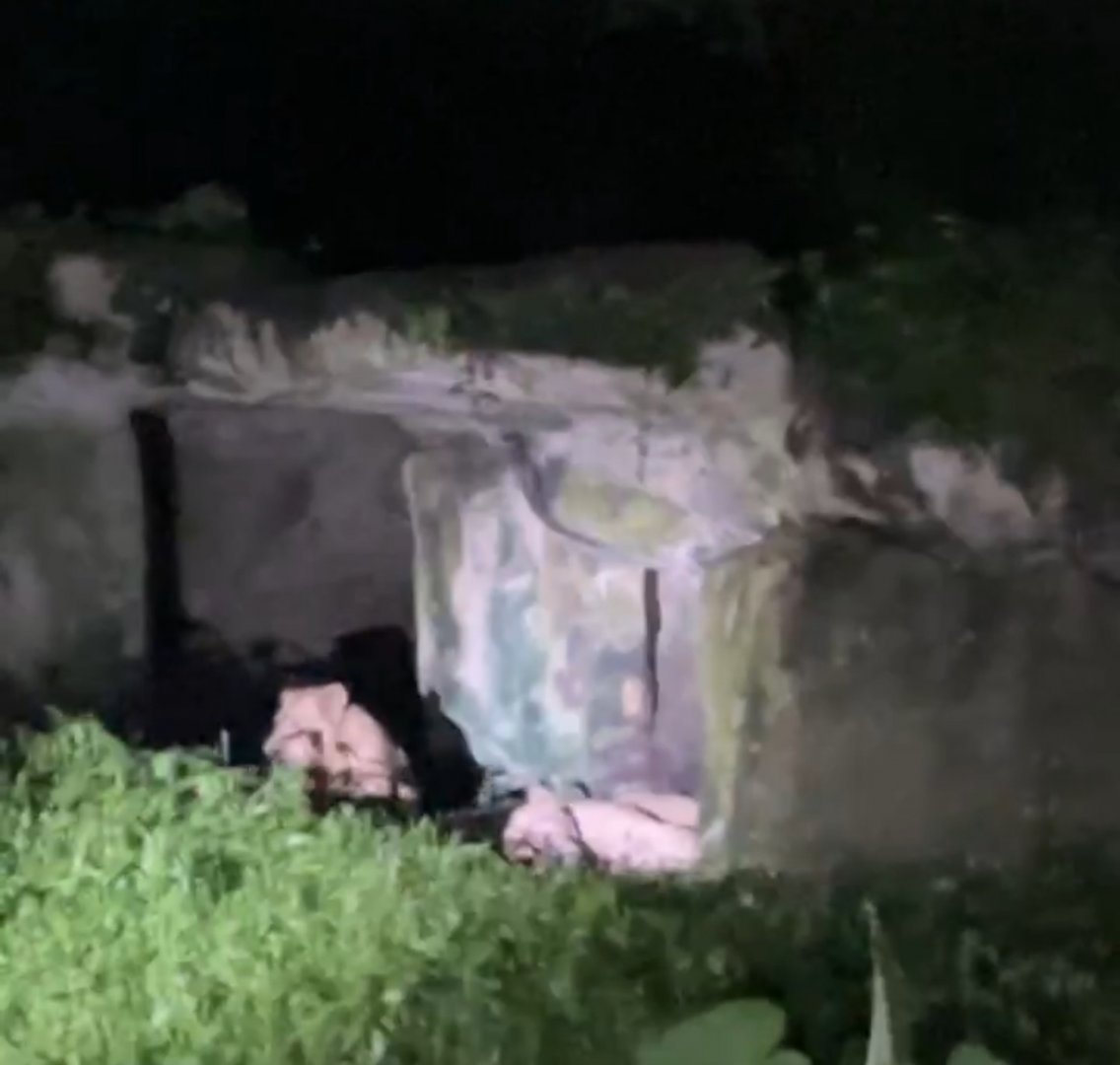 African Lion, Taiping Zoo and Night Safari