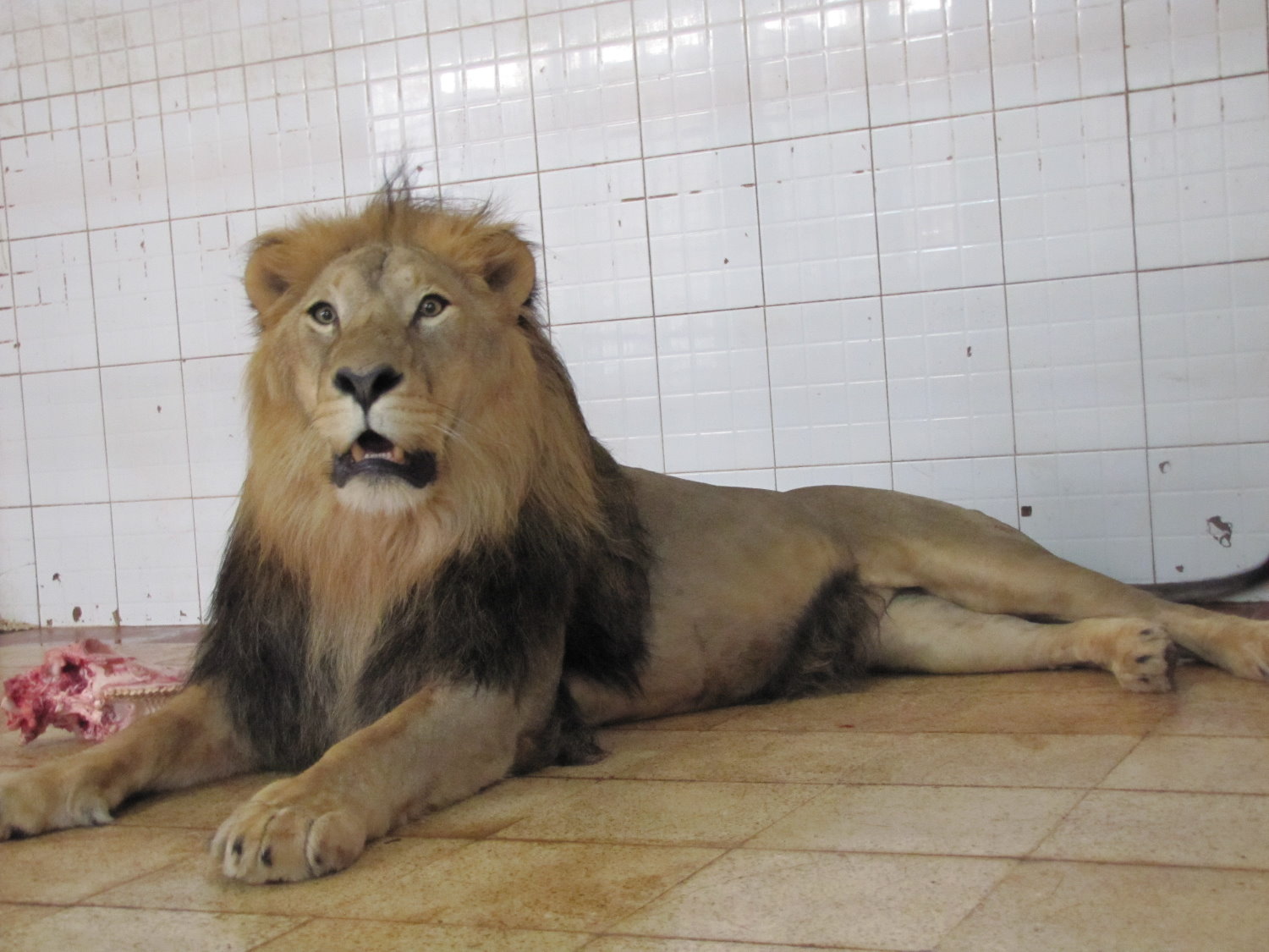 african lion (tehran zoo)