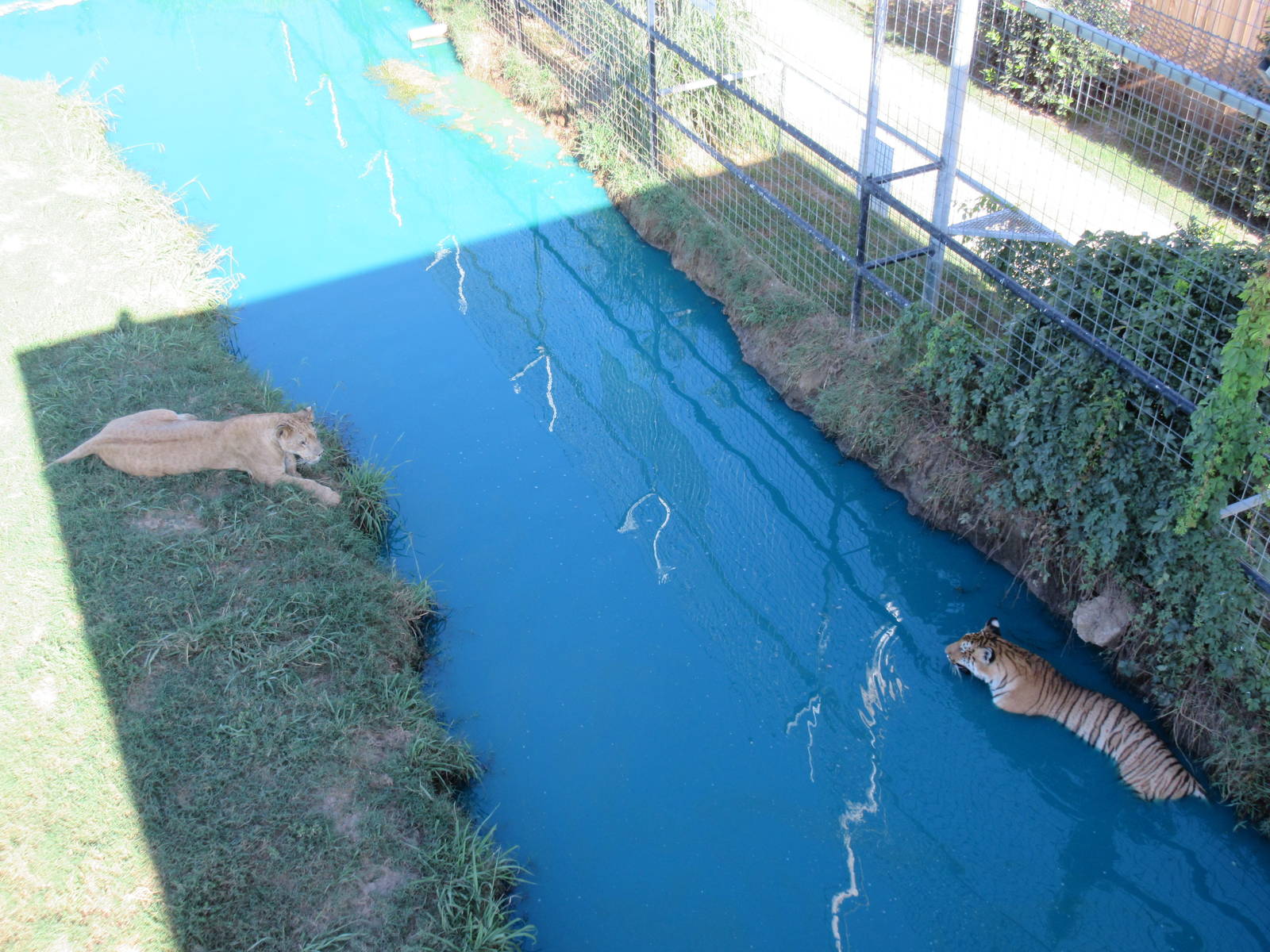 African Lion + Tiger