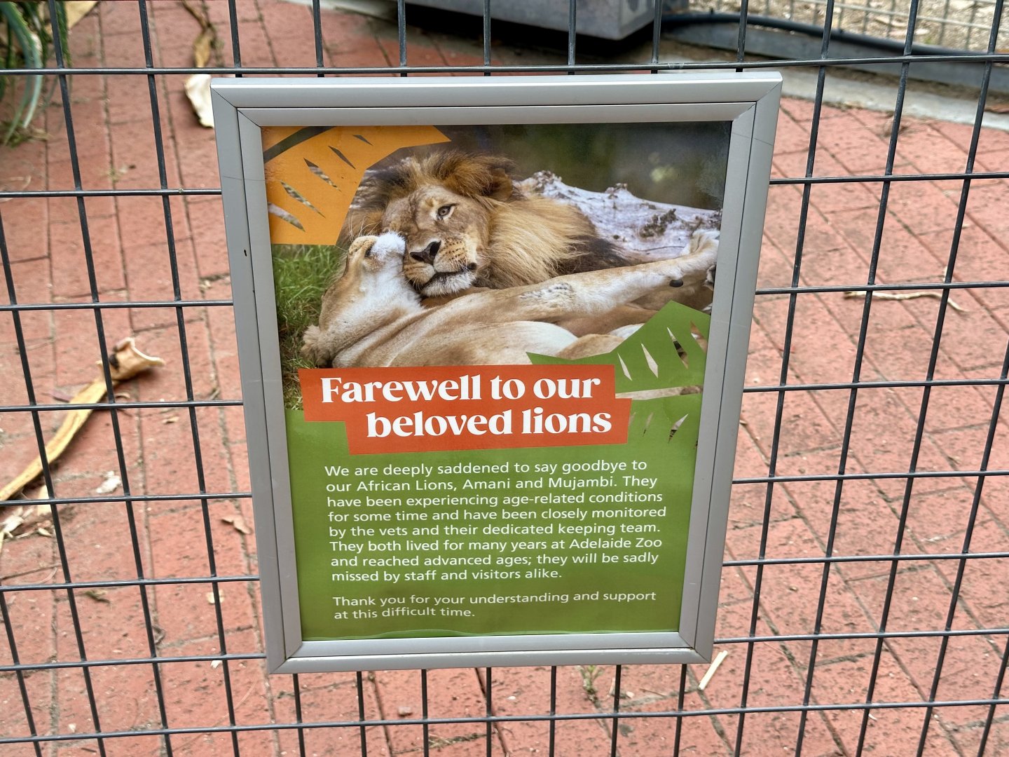 African Lion - Tribute to Amani and Mujambi