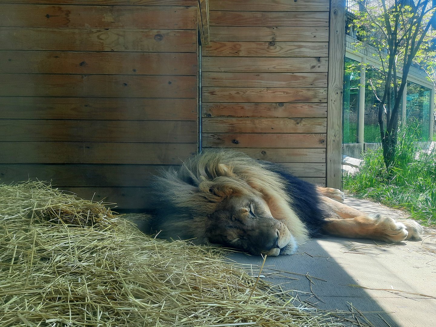 African Lion Up Close