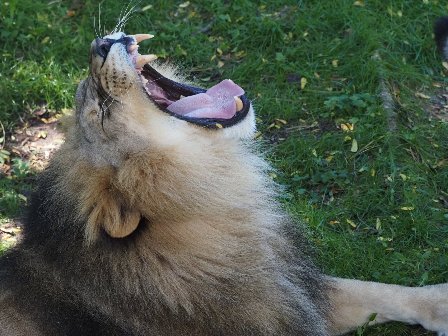 African Lion "Upepo"