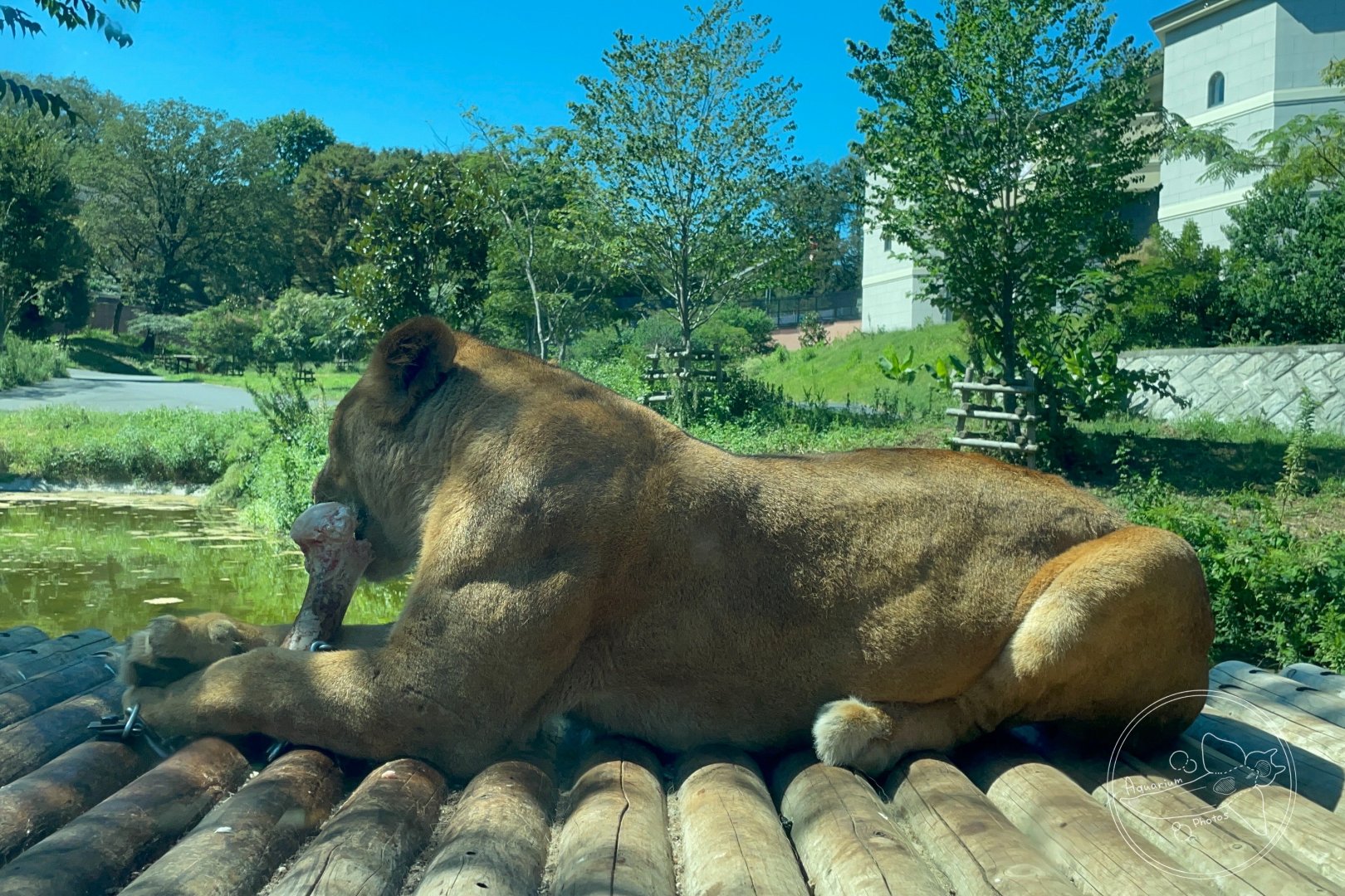 African Lion View from Safari Bus