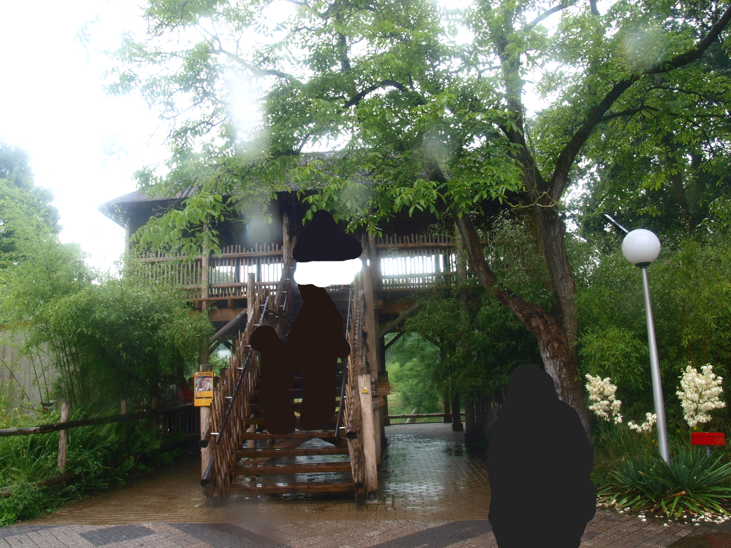 African lion viewing area, 2015-07-19